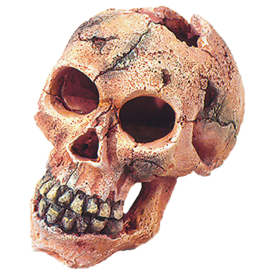 Aqua D'ella Dekor Totenkopf L 15cm
