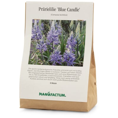 Blumenzwiebeln Prärielilie 'Blue Candle'