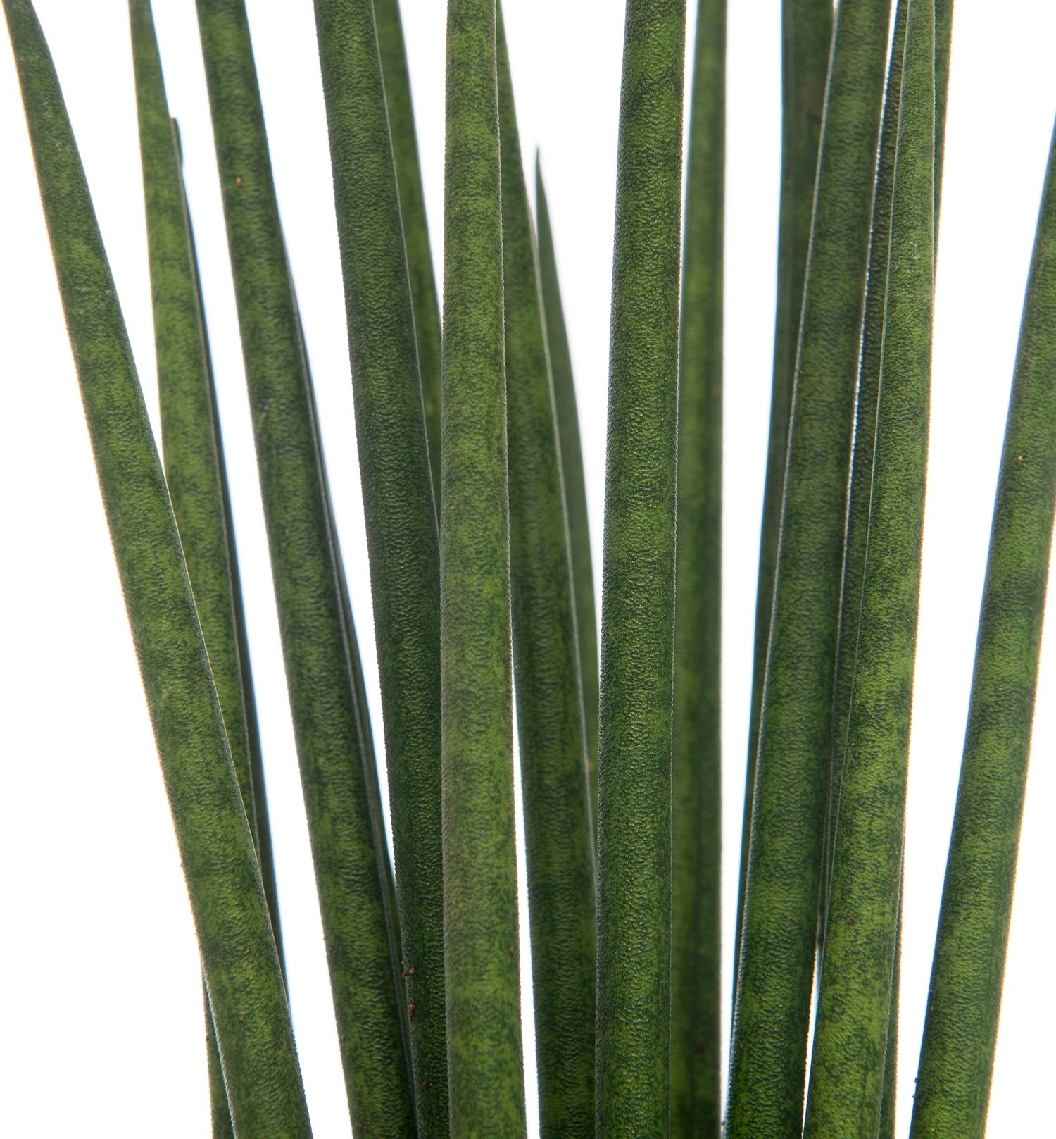 Vrouwentong (Sansevieria bacularis 'Mikado') D 10 H 30 cm
