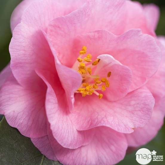 Camellia 'Spring Festival' : H 40/50 cm, ctr 3 Litres