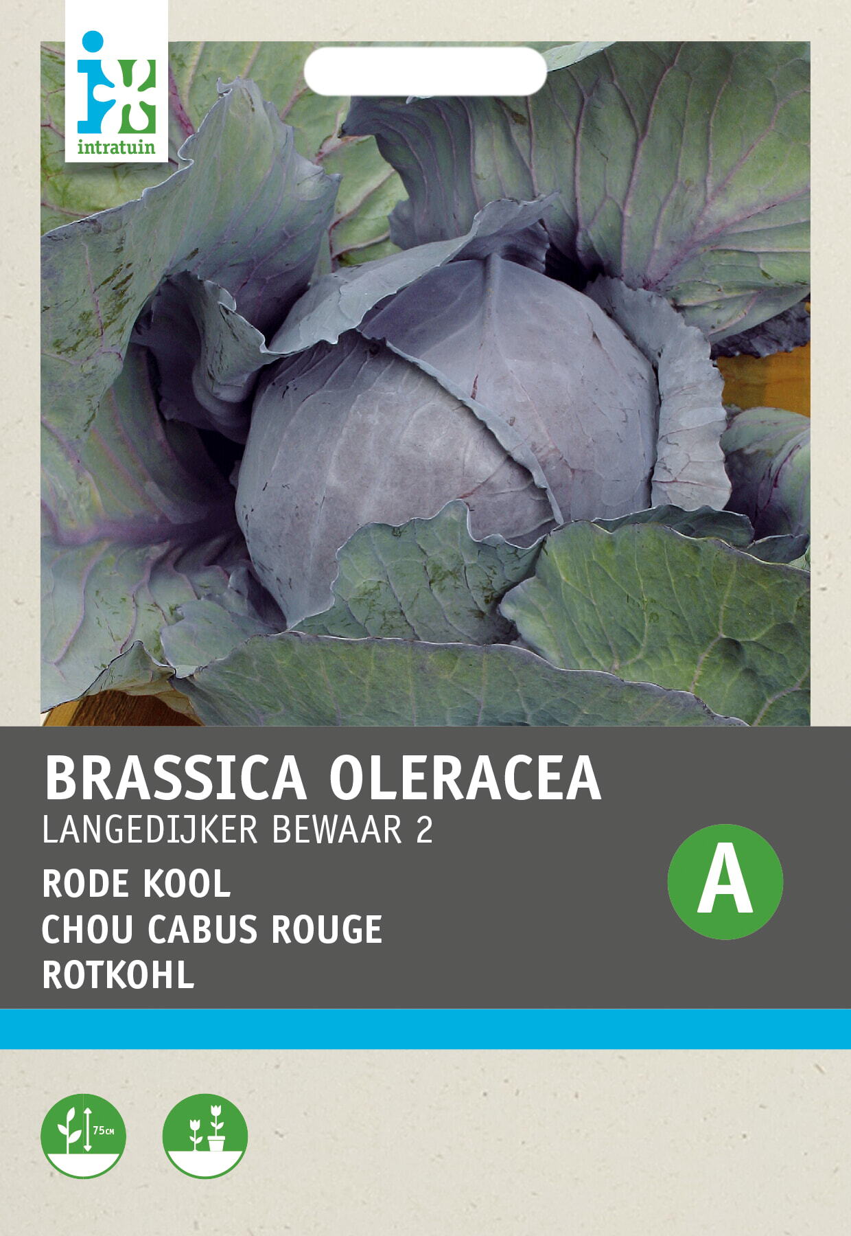 Rode kool (Brassica oleracea L. convar) Langedijker winter
