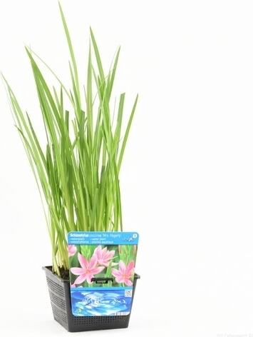 Moerasgladiool (Schizostylis coccinea 'Mrs. Hegarty) D 9 H 20 cm