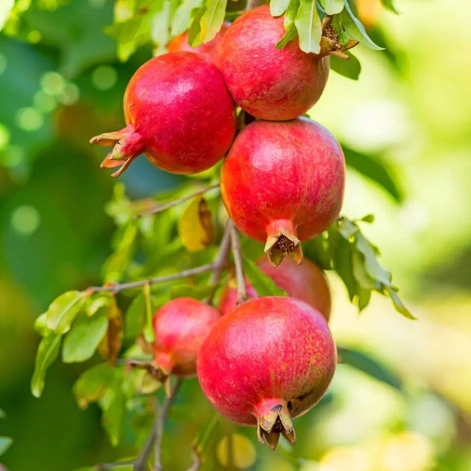 Granaatappel - Set van 3 - Punica granatum - Hoogte 25-40cm - ⌀9cm