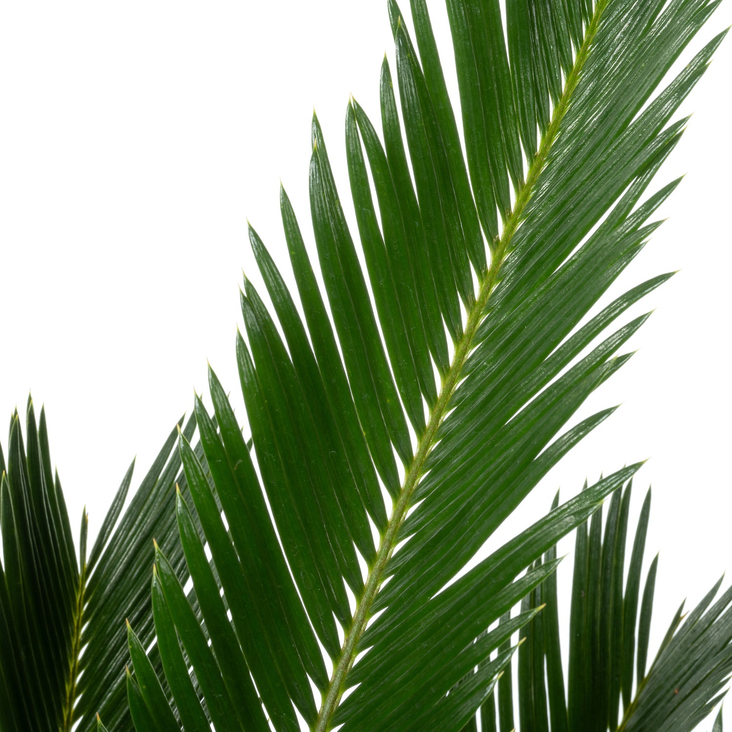 Varenpalm (Cycas revoluta) D 23 H 75 cm