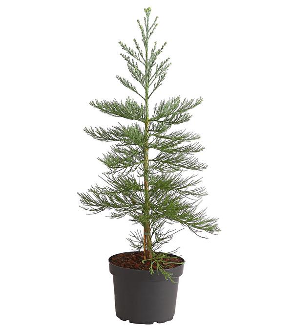 Bergmammutbaum - Wellingtonie 'Glaucum'