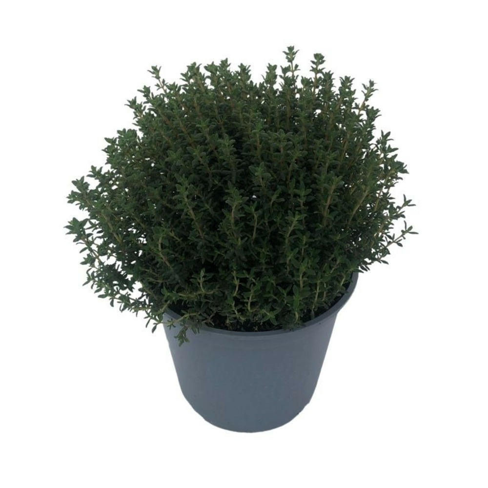 Plant thym commun pépinière pot 1,5l