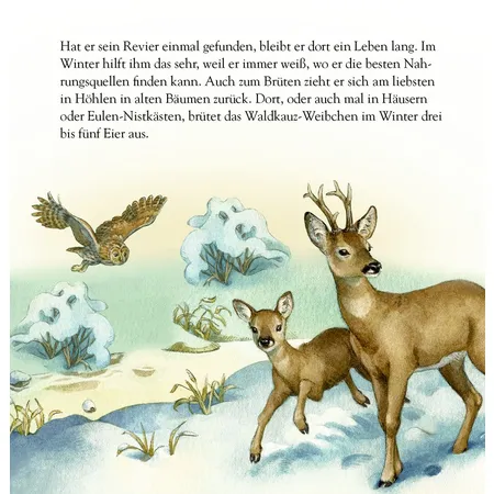 Coppenrath Verlag Die Tiere im Winterwald und ..., Zettel-Adventskalender