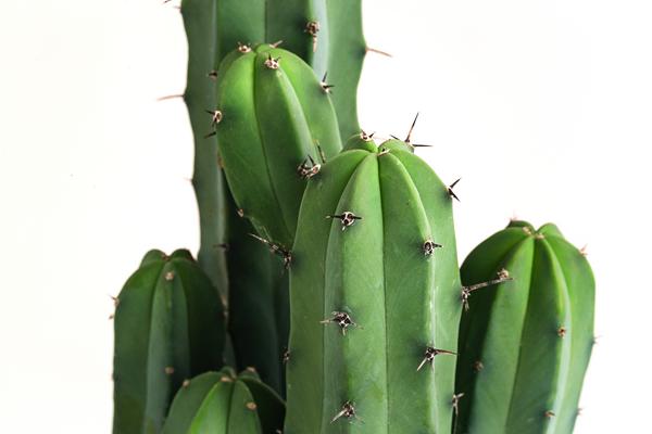 Heidelbeerkaktus - Myrtillocactus geometrizans