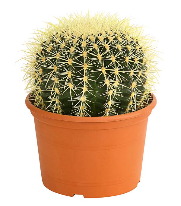 Schwiegermuttersitz - Echinocactus grusonii
