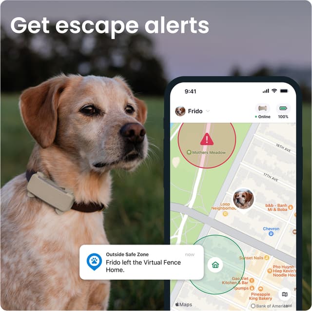 Tractive Dog 6 GPS-tracker (brun)