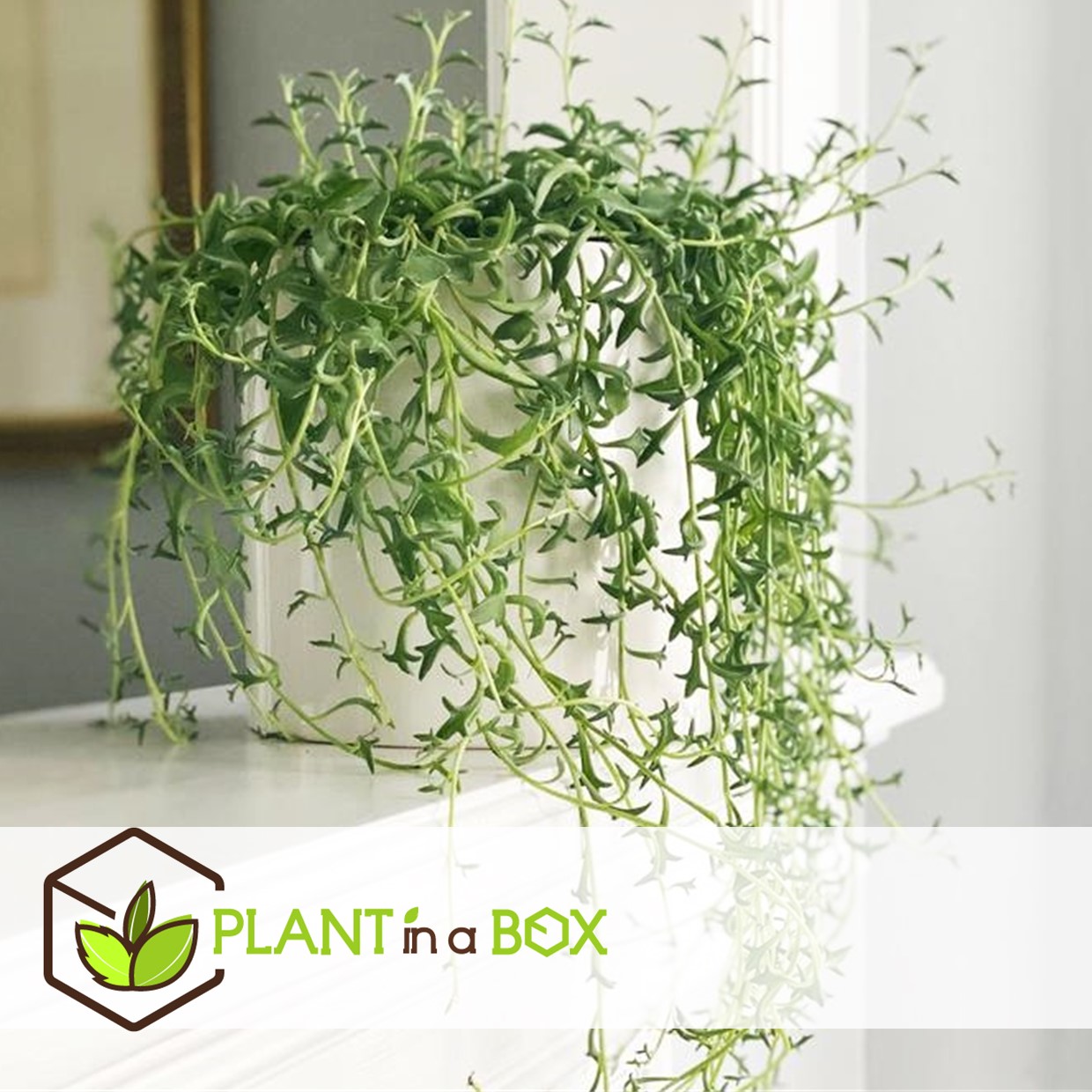 Senecio peregrinus - set de 2 - collier de dauphin - pot 12cm - hauteur 10-20cm
