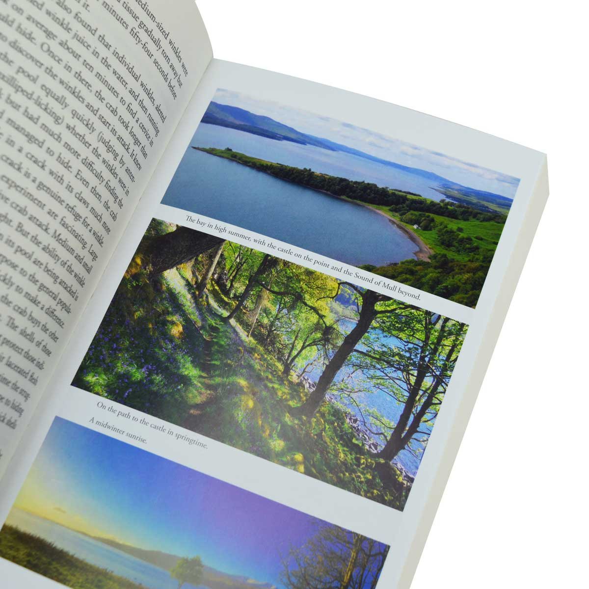 Life Between the Tides: In Search of Rockpools and Other Adventures Along the Shore (Paperback)