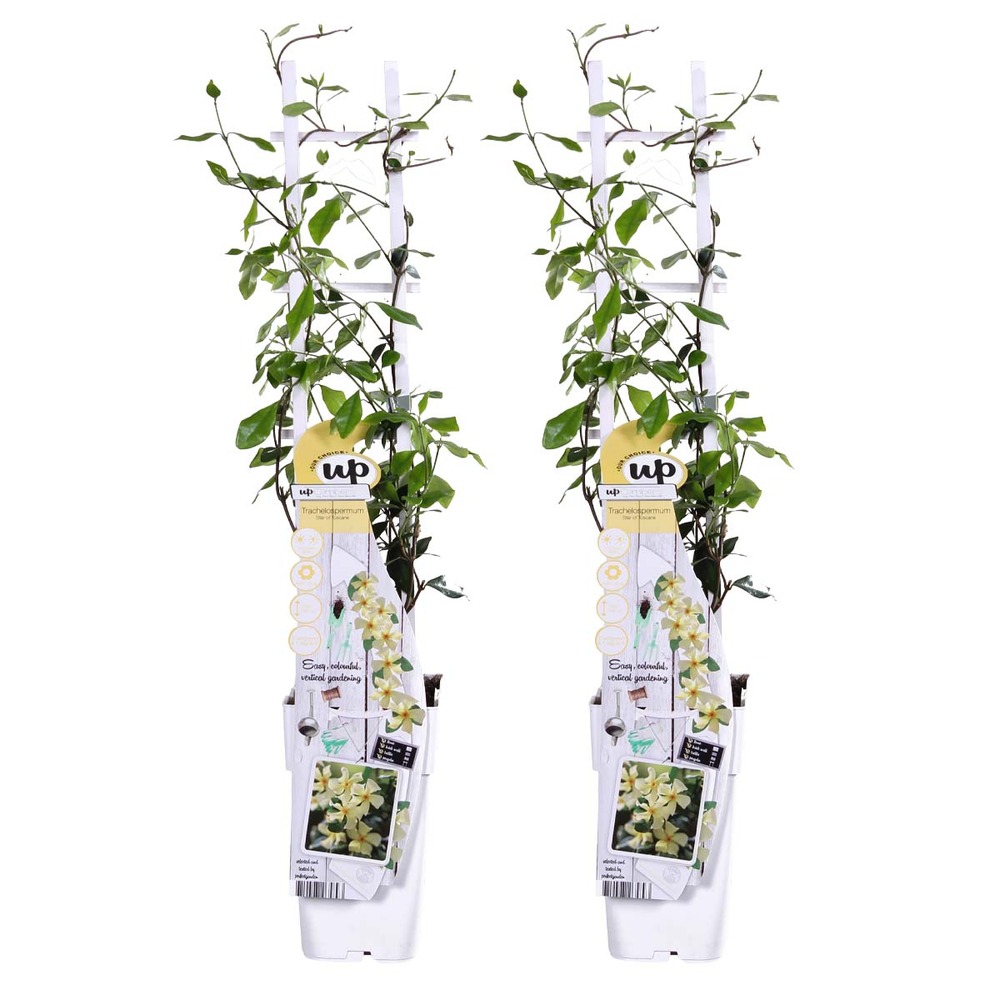 2x trachelospermum star of toscana – jasmin de toscane jaune – plante grimpante - ⌀15 cm -↕60-70 cm