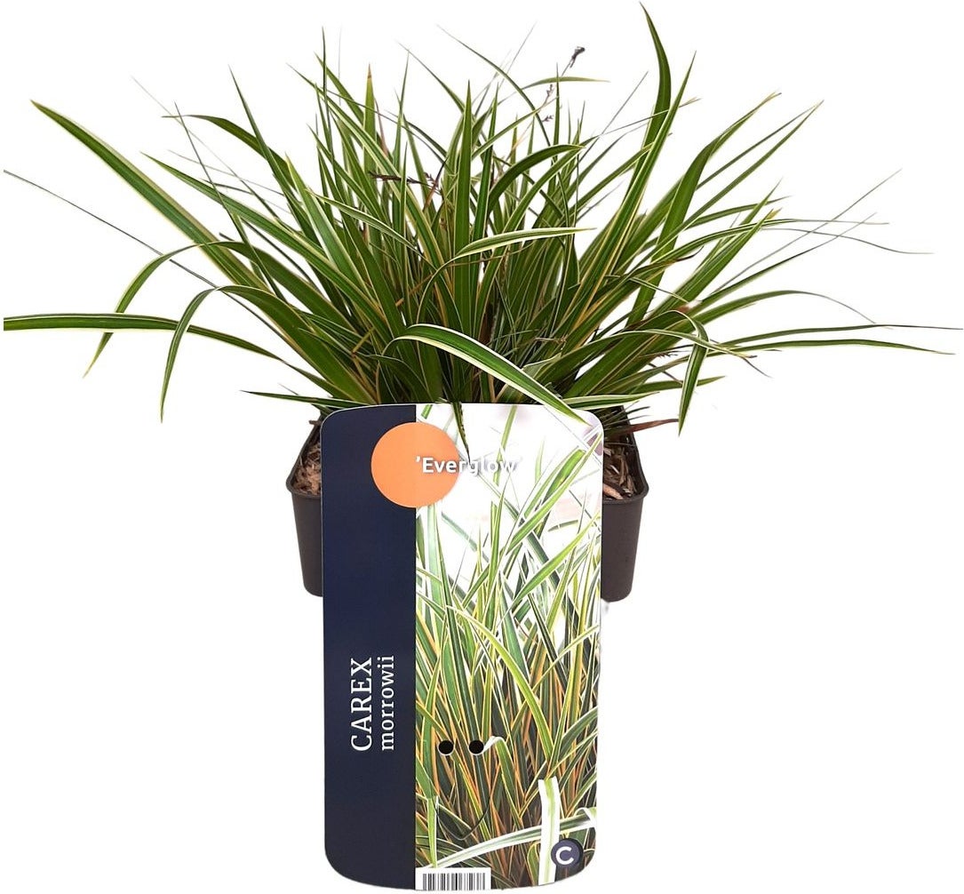 Japanse Zegge (Carex morrowii 'Everglow') D 17 H 35 cm