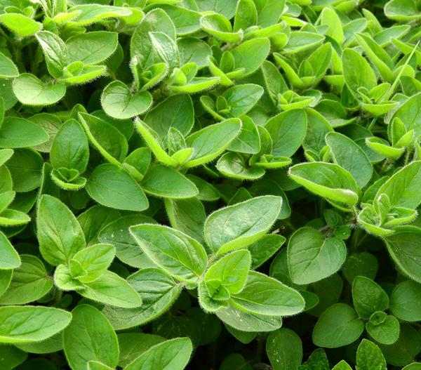 Dehner Gourmet Garten Majoran, einjährig