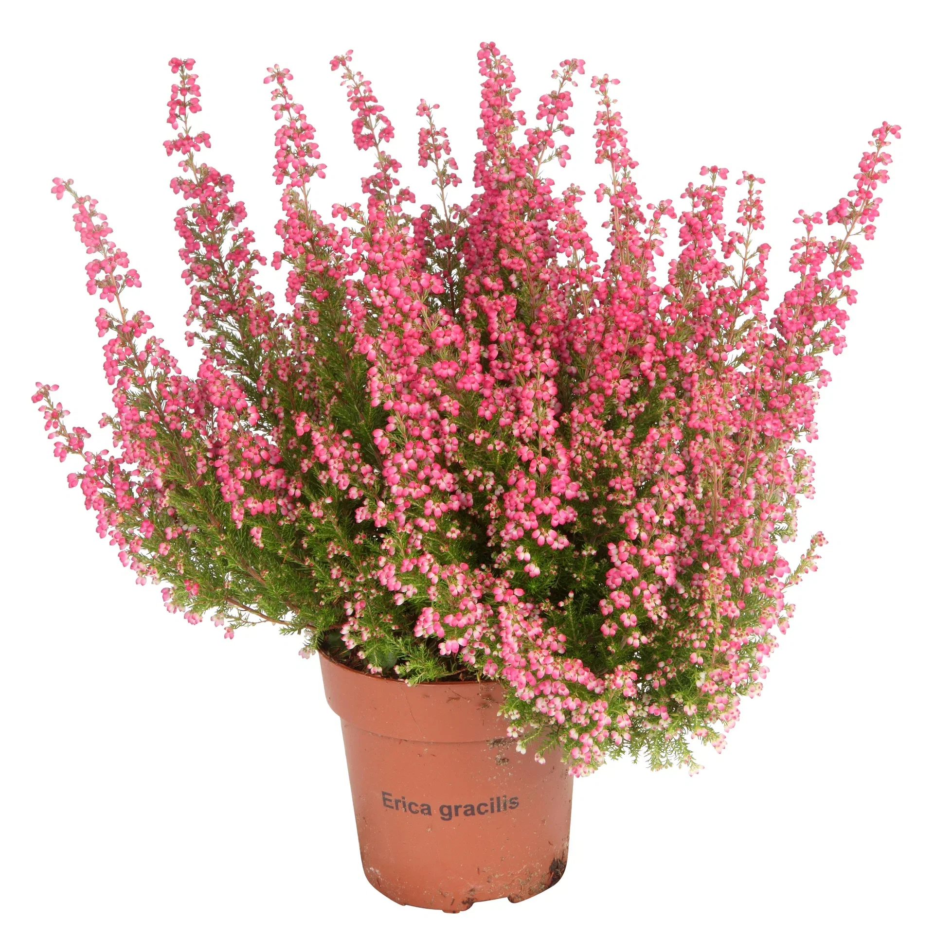 Erica gracilis Erica Ø11 cm