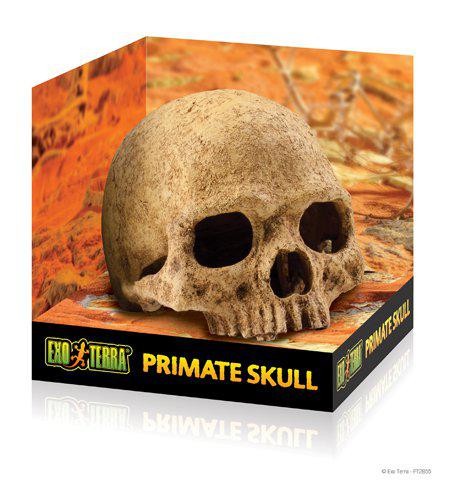 EXOTERRA - Cave Skull- (222.2055)