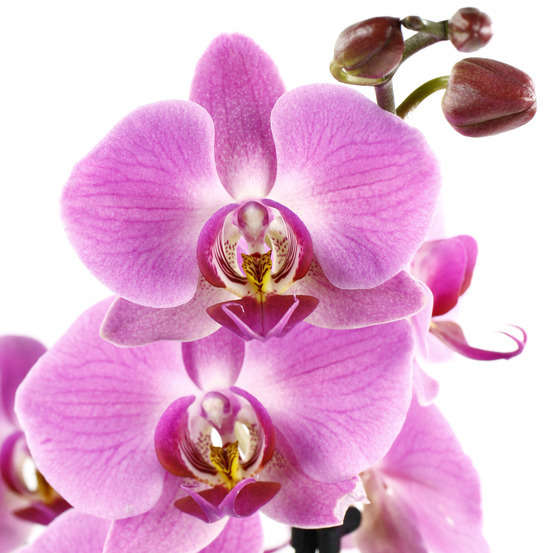 Orchidée Phalaenopsis 2 tiges - Pot Ø 12 cm