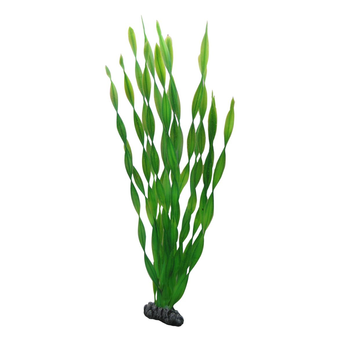 Hobby Vallisneria