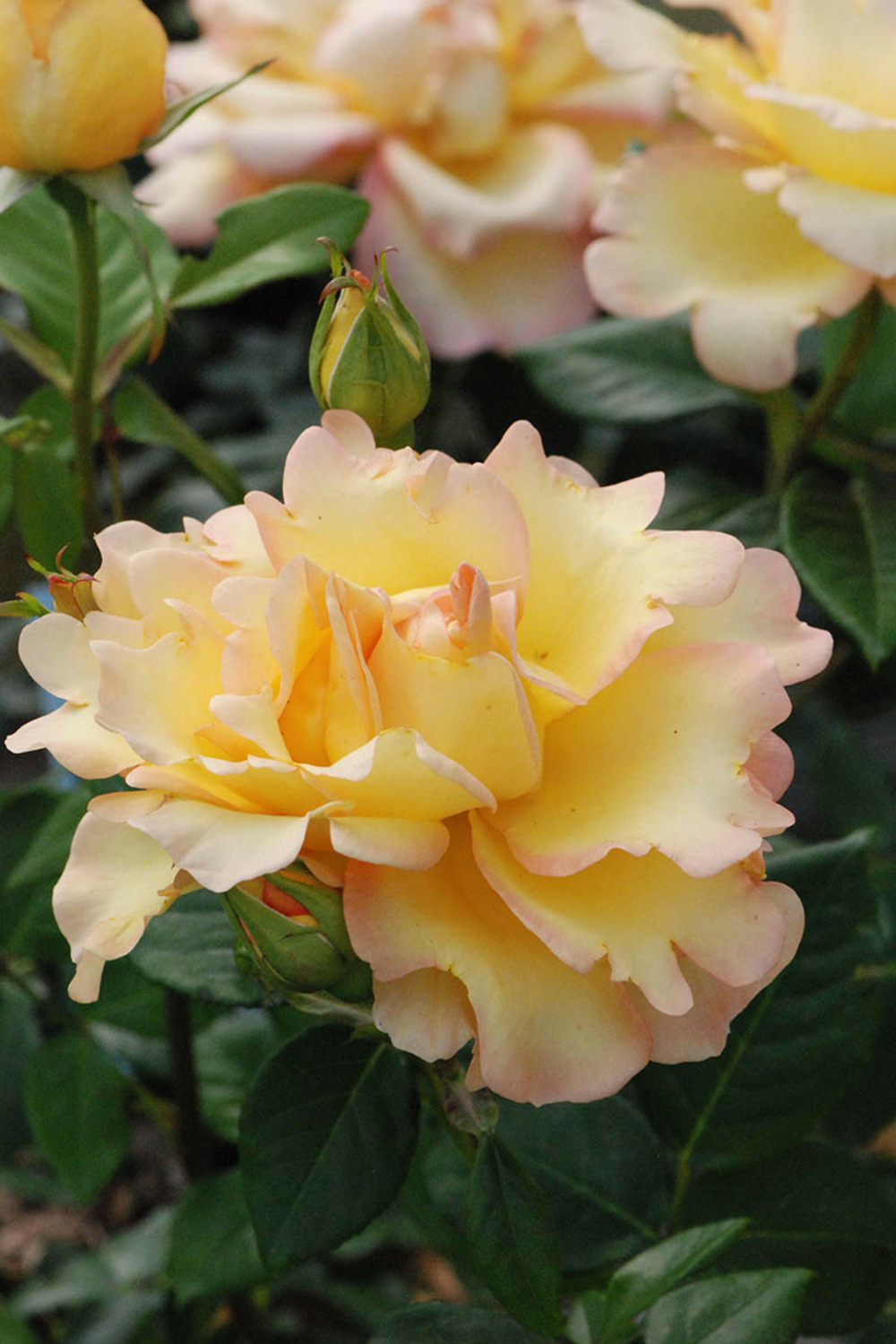 Rosier meilland 'summer time' ? - 5l