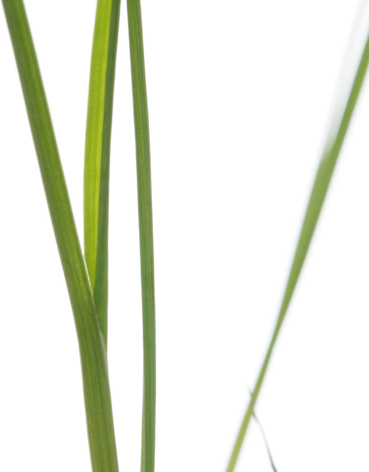Biologische prei (Allium porrum) D 9 H 5 cm