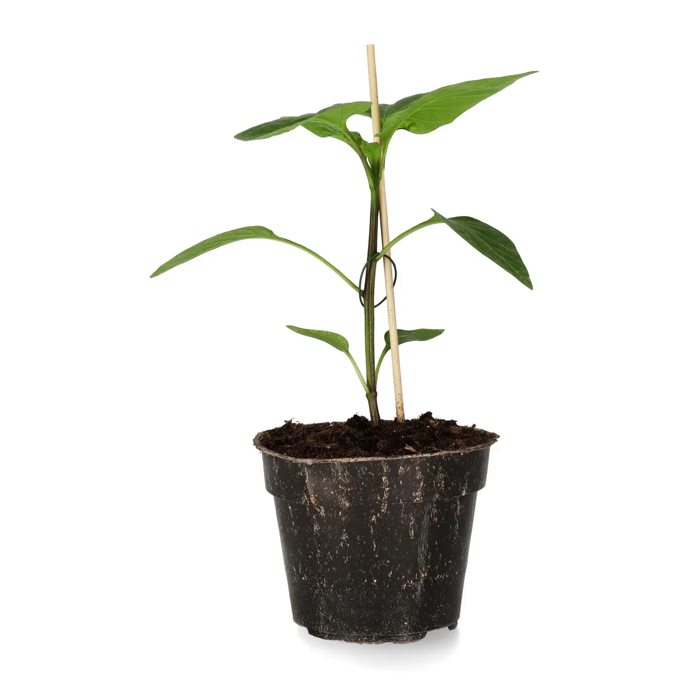 All Nature Capsicum Pepper 'Robertina' 10,5 cm Paprika ‘Robertina’ Ø10,5 cm