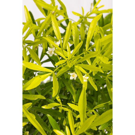 Choisya x ' Aztec Gold ': C 5L