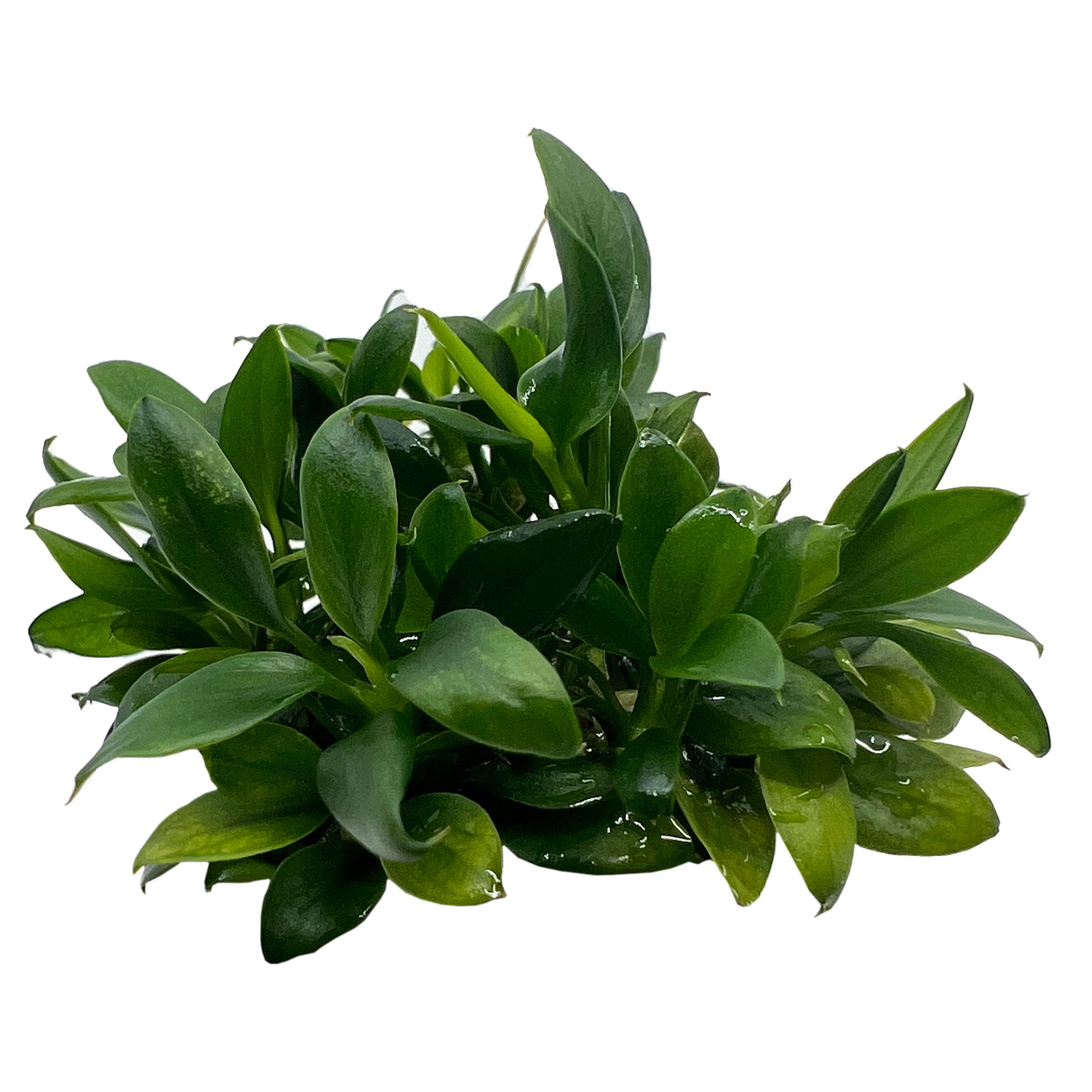 Anubias barteri var. nana Pangolino in vitro | Aquariumplant