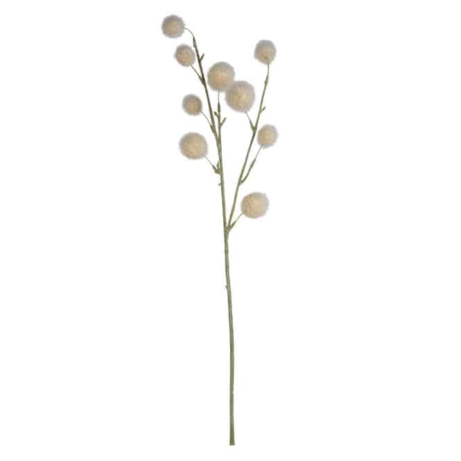 Kugelgras - ca. 60 cm - creme