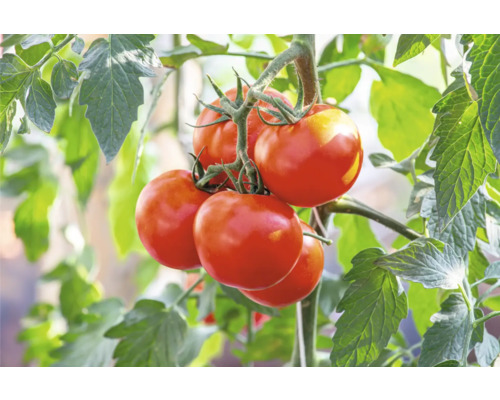 Bostomaat, saladetomaat rood FloraSelf pot Ø 10,5 cm, bijzonder ziekteresistent