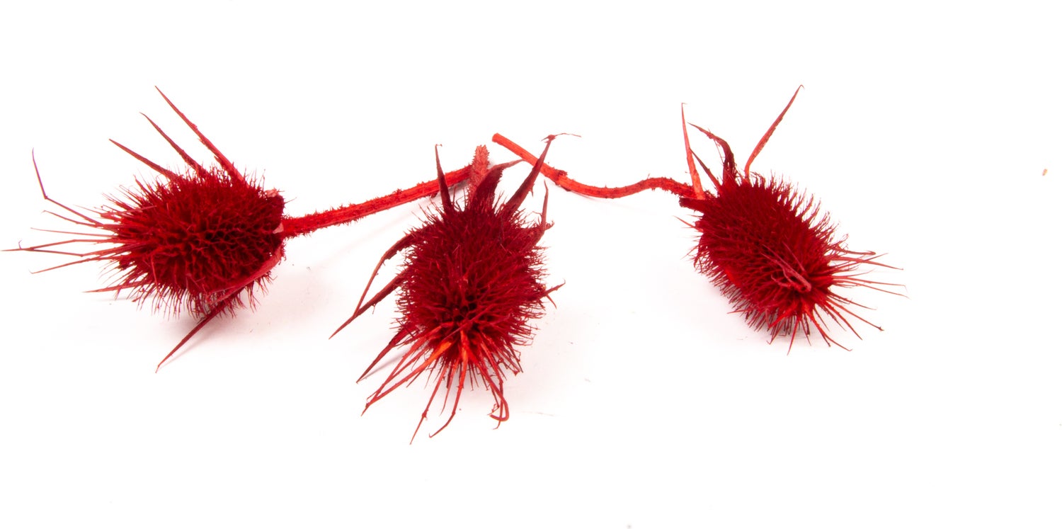 Droogbloemen Chardon rood 81 x 30 x 23 cm 10 stuks