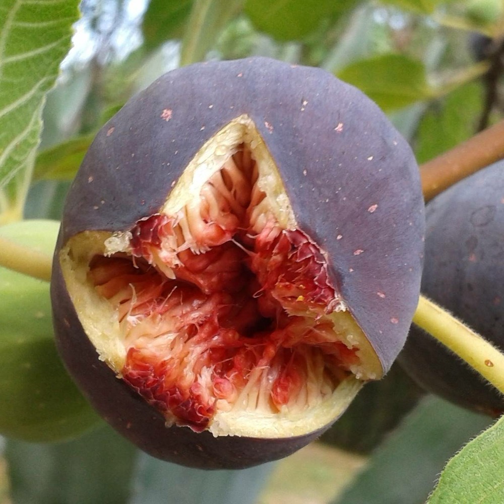 Figuier carica rouge de bordeaux/ficus carica rouge de bordeaux[-]pot de 3l - 40/60 cm
