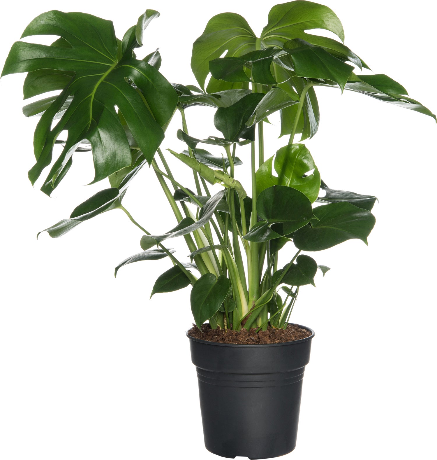 Gatenplant (Monstera deliciosa) D 17 H 60 cm
