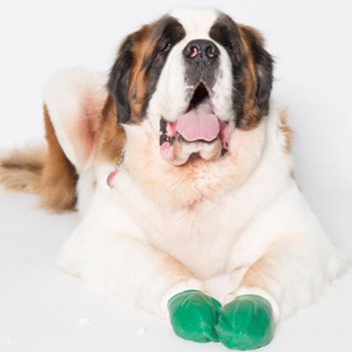 Botas para cães Pawz de borracha natural, verde escuro