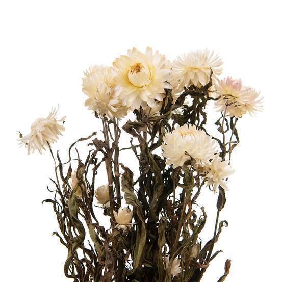 Bouquet de fleurs séchées Helichrysum Blanc