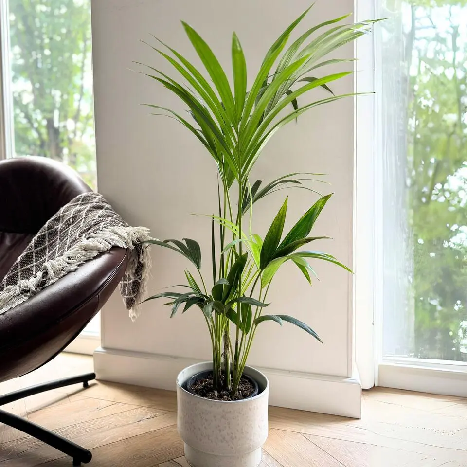 Kentiapalm - Howea forsteriana - Hoogte 90-100cm - ⌀18cm