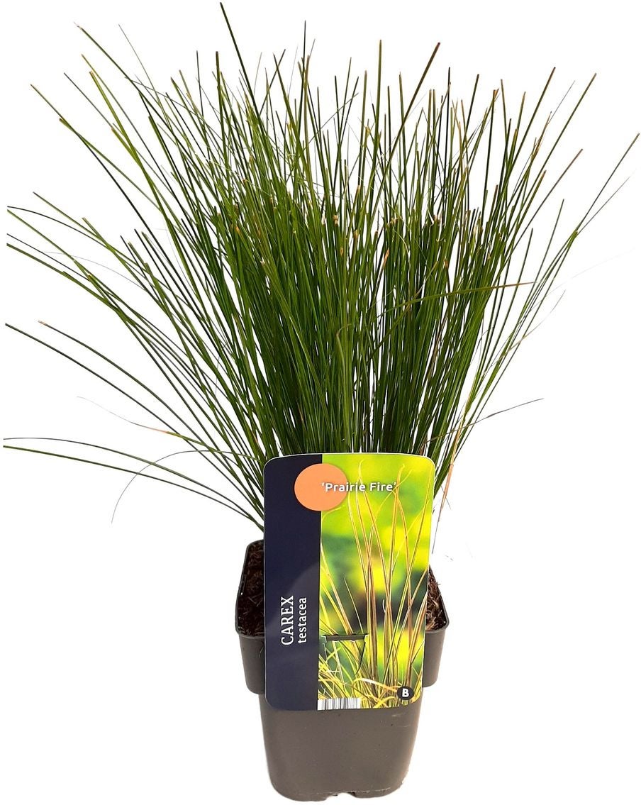 Zegge (Carex testacea 'Prairie Fire') D 17 H 45 cm