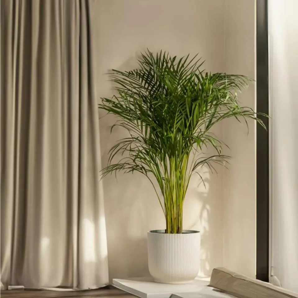 Kentiapalm - Howea forsteriana - Hoogte 130-140cm - ⌀21cm