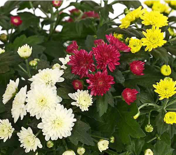 Herbst Chrysanthemen-Trio