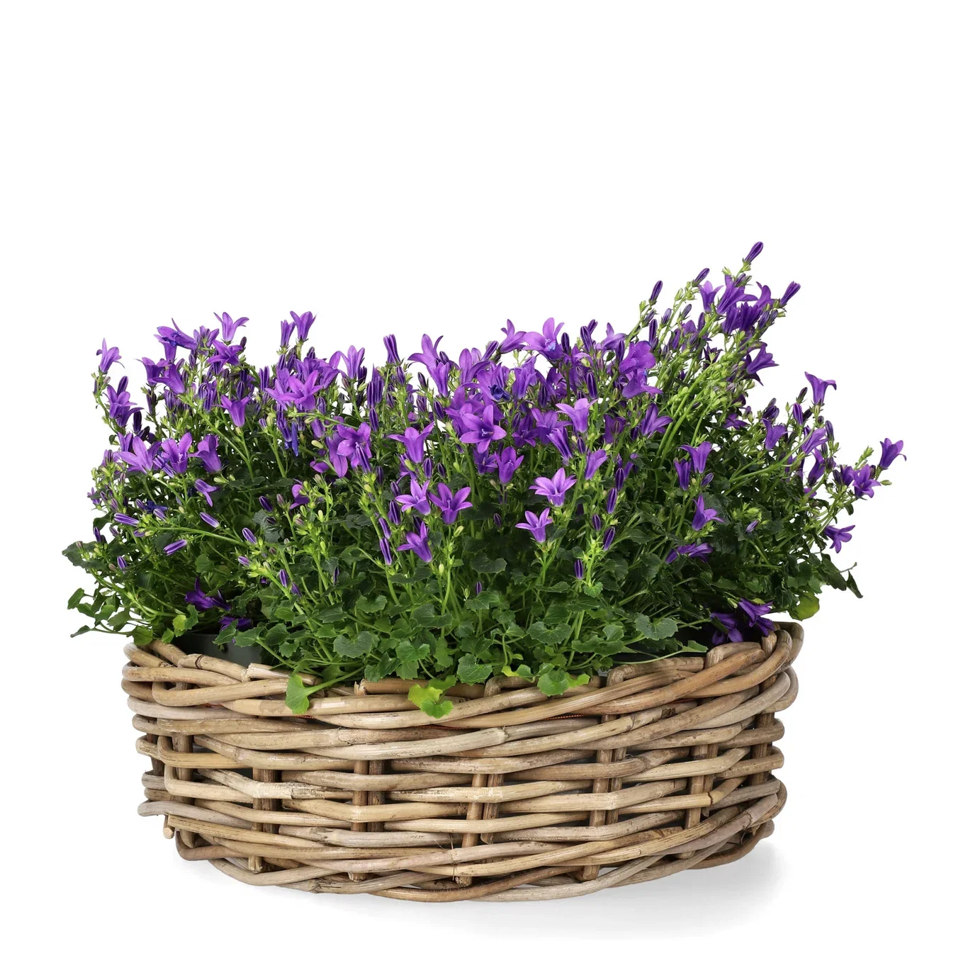 Campanula portenschlagiana GET MEE ('Pkmp01') Krypklokke 'Get Mee' Ø10,5 cm
