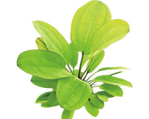 Aquarium waterplantenpakket XL 