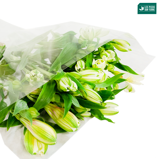 Botte Alstroemeria X5