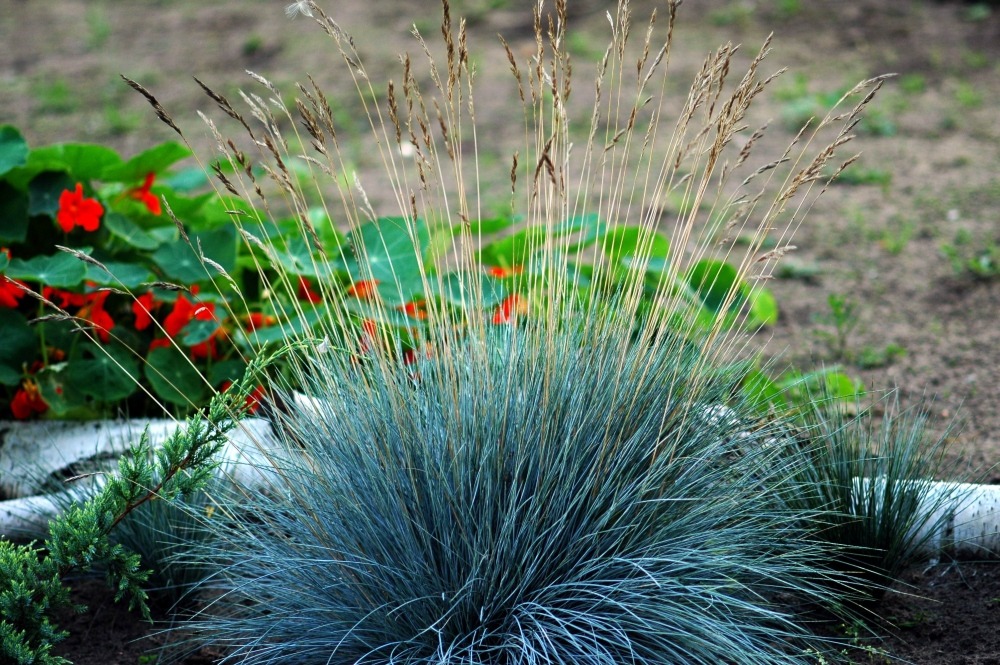 Fétuque glauque - 50 graines - avec substrat - festuca glauca