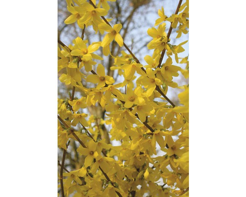 Gouden bellen, forsythia FloraSelf Forsythia intermedia 'Week End'® H 60-80 cm Co 4 L