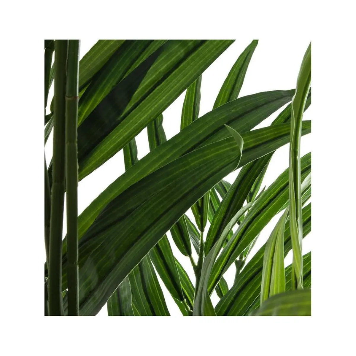 Atmosphera, Createur D'Interieur Atmosphera Palmier Areca