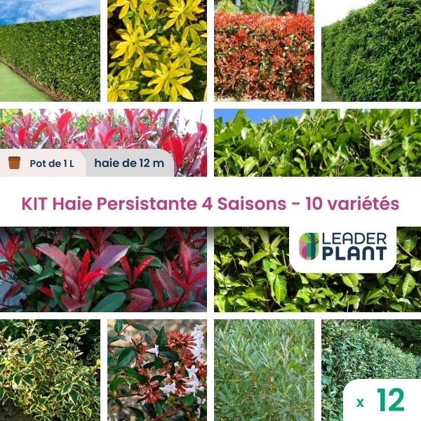 Kit haie persistante 4 saisons - 10 variétés - lot de 12 plants en pot de 1 l