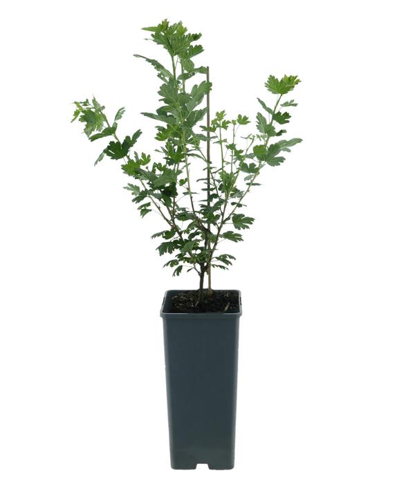 Bio Stachelbeere 'Hinnonmäki', gelb