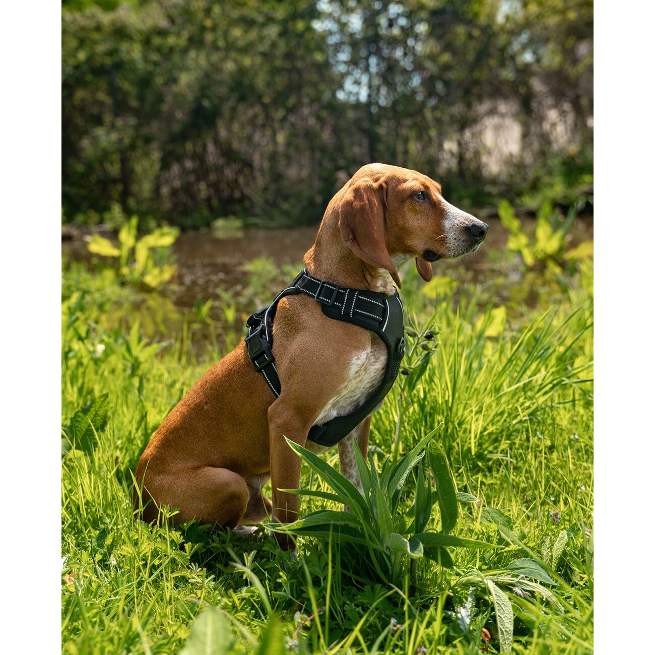Lionto Hundegeschirr schwarz S