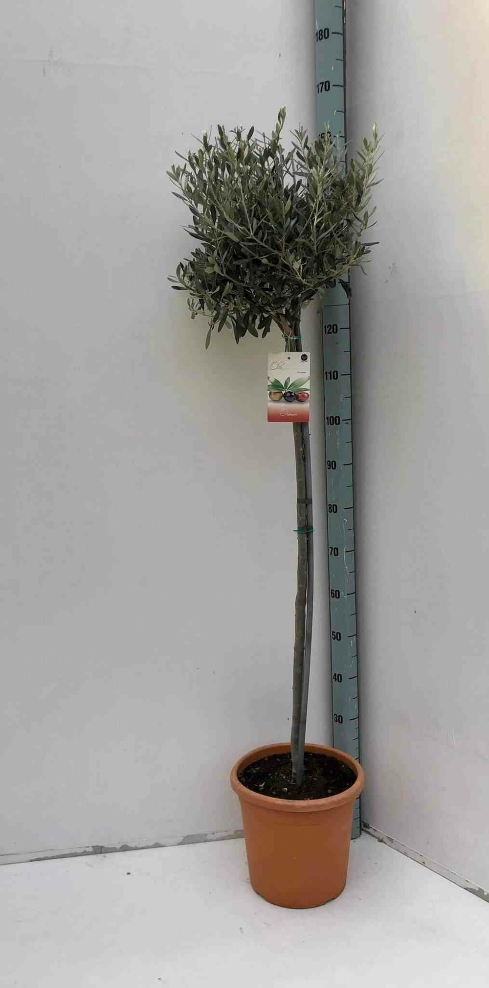 Olea europaea (oliviers) blanc - taille pot de 20l-tronc 40/50cm- total 2m
