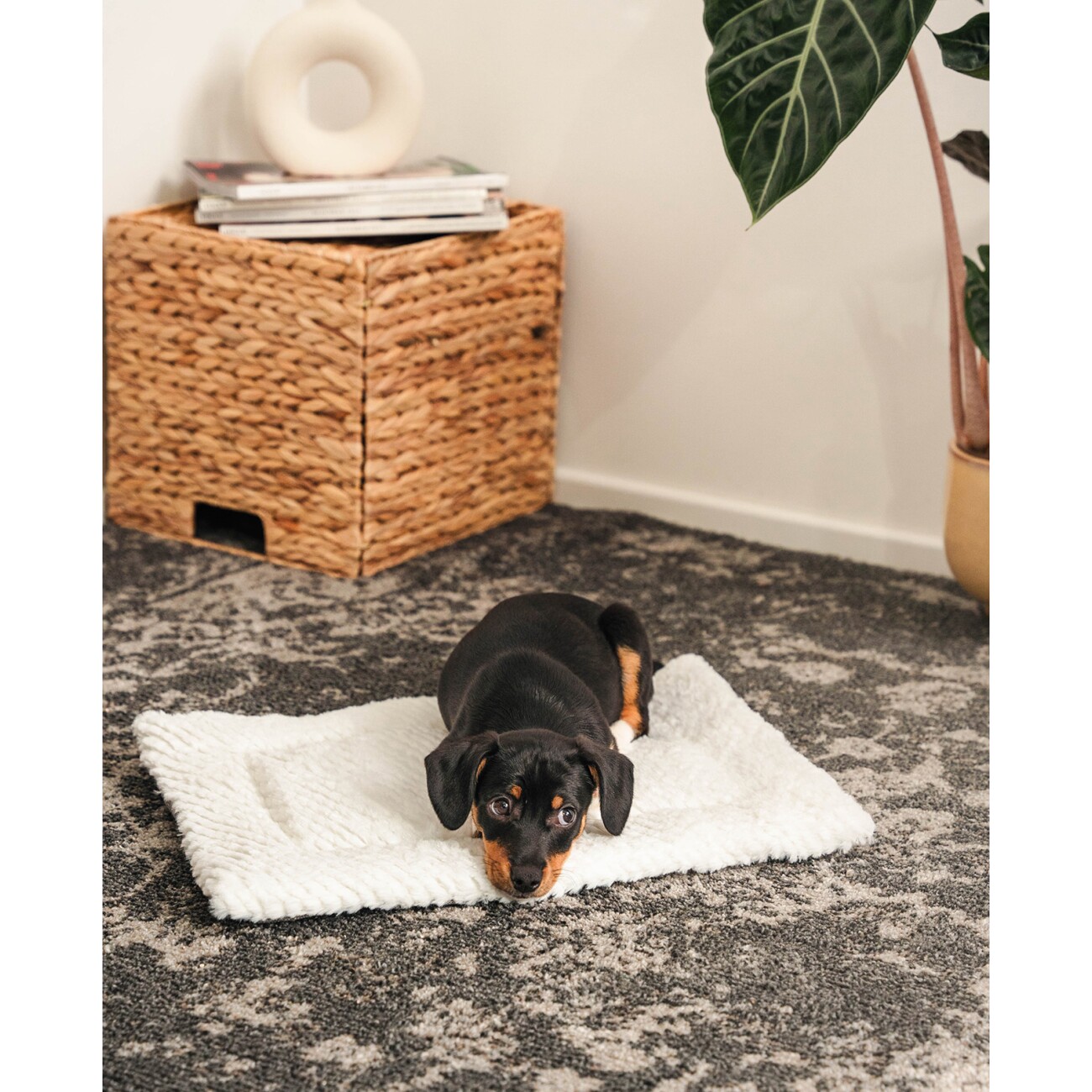 Lionto Wendedecke für Hunde & Katzen S